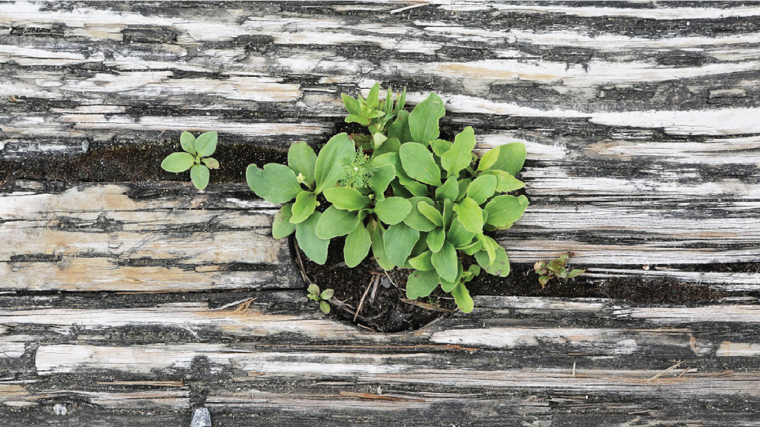 The Four Types of Brand Rebirth